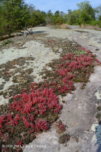 皮埃蒙特花崗岩平岩 — CEGL 003857 皮埃蒙特花崗岩平岩 — CEGL 003857