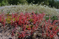 皮埃蒙特花崗岩平岩 — CEGL 003857 皮埃蒙特花崗岩平岩 — CEGL 003857