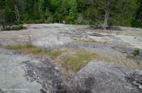 皮埃蒙特花崗岩平岩 — CEGL 003857 皮埃蒙特花崗岩平岩 — CEGL 003857