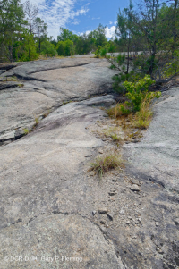 皮埃蒙特花崗岩平岩 — CEGL 003857 皮埃蒙特花崗岩平岩 — CEGL 003857