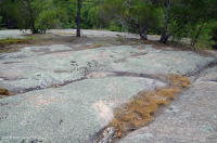 皮埃蒙特花崗岩平岩 — CEGL 003857 皮埃蒙特花崗岩平岩 — CEGL 003857