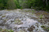 皮埃蒙特花崗岩平岩 — CEGL 003857 皮埃蒙特花崗岩平岩 — CEGL 003857