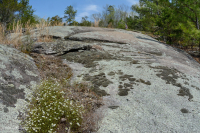 皮埃蒙特花崗岩平岩-CEGL 003857 皮埃蒙特花崗岩平岩-CEGL 003857