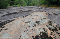 皮埃蒙特花崗岩平岩 — CEGL 003857 皮埃蒙特花崗岩平岩 — CEGL 003857