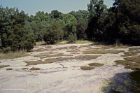 皮埃蒙特花崗岩平岩 — CEGL 003857 皮埃蒙特花崗岩平岩 — CEGL 003857