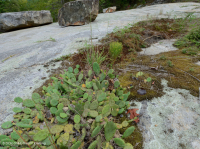 皮埃蒙特花崗岩平岩-CEGL 003857 皮埃蒙特花崗岩平岩-CEGL 003857