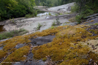 皮埃蒙特花崗岩平岩-CEGL 003857 皮埃蒙特花崗岩平岩-CEGL 003857