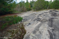 皮埃蒙特花崗岩平岩-CEGL 003857 皮埃蒙特花崗岩平岩-CEGL 003857