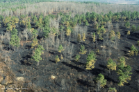 酸性橡木果樹林/草原 — CEGL 003722 酸性橡木果樹林/草原 — CEGL 003722