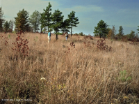 酸性橡木果樹林/草原 — CEGL 003722 酸性橡木果樹林/草原 — CEGL 003722