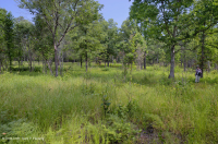 酸性橡木果樹林/草原 — CEGL 003722 酸性橡木果樹林/草原 — CEGL 003722