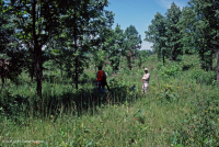 酸性橡木果樹林/草原 — CEGL 003722 酸性橡木果樹林/草原 — CEGL 003722