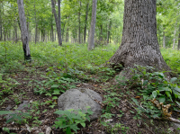 基本橡木-希科里森林/草原 — CEGL 003721 基本橡木-希科里森林/草原 — CEGL 003721