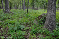 基本橡木-希科里森林/草原 — CEGL 003721 基本橡木-希科里森林/草原 — CEGL 003721