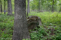 基本橡木-希科里森林/草原 — CEGL 003721 基本橡木-希科里森林/草原 — CEGL 003721