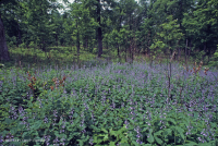 基本橡木-希科里森林/草原 — CEGL 003721 基本橡木-希科里森林/草原 — CEGL 003721