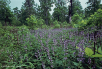 基本橡木-希科里森林/草原 — CEGL 003721 基本橡木-希科里森林/草原 — CEGL 003721