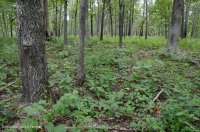 基本橡木-希科里森林/草原 — CEGL 003721 基本橡木-希科里森林/草原 — CEGL 003721