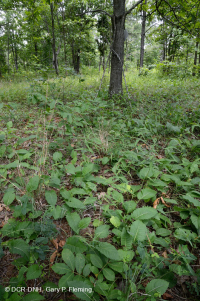 基本橡木-希科里森林/草原 — CEGL 003721 基本橡木-希科里森林/草原 — CEGL 003721