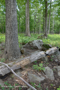 基本橡木-希科里森林/草原 — CEGL 003721 基本橡木-希科里森林/草原 — CEGL 003721