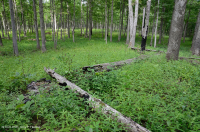 基本橡木-希科里森林/草原 — CEGL 003721 基本橡木-希科里森林/草原 — CEGL 003721