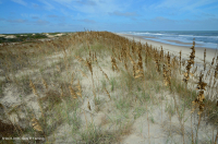 南大西洋混合沙丘草原 — CEGL 004039 南大西洋混合沙丘草原 — CEGL 004039