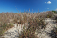 希里克背丘草原 — CEGL 004240 希里克背丘草原 — CEGL 004240