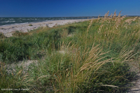 南大西洋混合沙丘草原 — CEGL 004039 南大西洋混合沙丘草原 — CEGL 004039