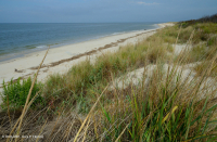 北大西洋混合沙丘草原 — CEGL 004043 北大西洋混合沙丘草原 — CEGL 004043