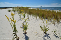 超沖沙丘草地 — CEGL 004097 超沖沙丘草地 — CEGL 004097