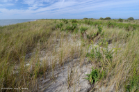 超沖沙丘草地 — CEGL 004097 超沖沙丘草地 — CEGL 004097