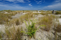 超沖沙丘草地 — CEGL 004097 超沖沙丘草地 — CEGL 004097