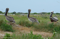 北大西洋混合沙丘草原 — CEGL 004043 北大西洋混合沙丘草原 — CEGL 004043