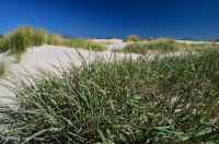 北大西洋混合沙丘草原 — CEGL 004043 北大西洋混合沙丘草原 — CEGL 004043