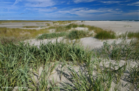 北大西洋混合沙丘草原 — CEGL 004043 北大西洋混合沙丘草原 — CEGL 004043