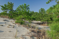 洛布洛利松/沙希瑟沙丘林地 — CEGL 006052 洛布洛利松/沙希瑟沙丘林地 — CEGL 006052