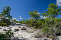 洛布洛利松/沙希瑟沙丘林地 — CEGL 006052 洛布洛利松/沙希瑟沙丘林地 — CEGL 006052