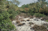 黑櫻桃希里克沙丘森林 < CEGL 006319 黑櫻桃希里克沙丘森林 < CEGL 006319