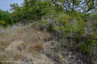 黑櫻桃希里克沙丘森林 < CEGL 006319 黑櫻桃希里克沙丘森林 < CEGL 006319