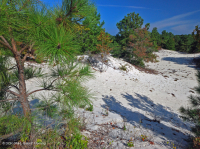 洛布洛利松/沙希瑟沙丘林地 — CEGL 006052 洛布洛利松/沙希瑟沙丘林地 — CEGL 006052