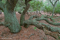 海上活橡樹森林 — CEGL 007027 海上活橡樹森林 — CEGL 007027