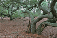 海上活橡樹森林 — CEGL 007027 海上活橡樹森林 — CEGL 007027