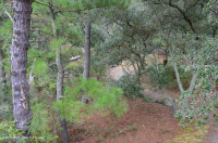 海上活橡樹森林 — CEGL 007027 海上活橡樹森林 — CEGL 007027