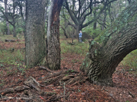 海上活橡樹森林 — CEGL 007027 海上活橡樹森林 — CEGL 007027