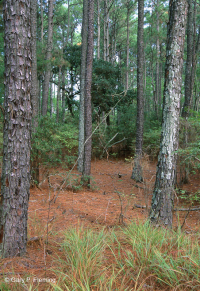 海岸火炬松 - 硬木森林 – CEGL 006040 海岸火炬松 - 硬木森林 – CEGL 006040