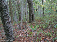 海洋混合落葉森林 — CEGL 007540 海洋混合落葉森林 — CEGL 007540