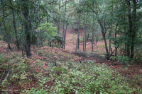 海洋混合落葉森林 — CEGL 007540 海洋混合落葉森林 — CEGL 007540