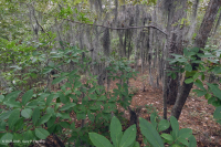 海洋混合落葉森林 — CEGL 007540 海洋混合落葉森林 — CEGL 007540