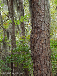 海洋混合落葉森林 — CEGL 007540 海洋混合落葉森林 — CEGL 007540