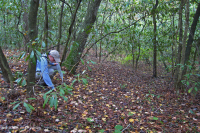 海洋混合落葉森林 — CEGL 007540 海洋混合落葉森林 — CEGL 007540